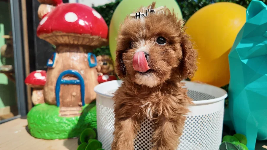 Sude Toy Poodle yavru