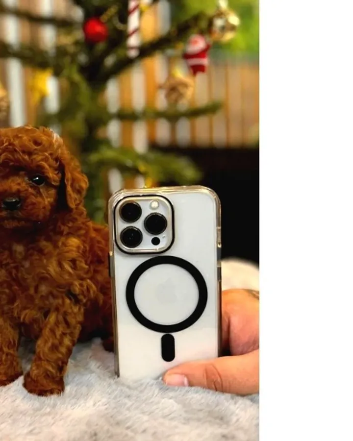 Teacup Poodle Yavrular