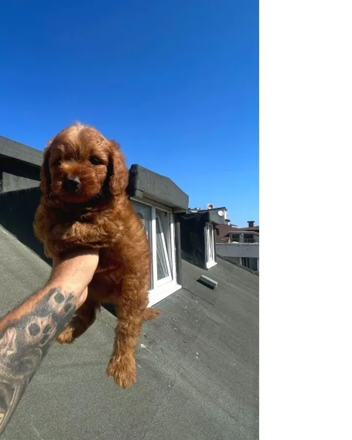 Toy Poodle Bebeklerimiz