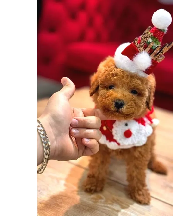Toy poodle yavrular