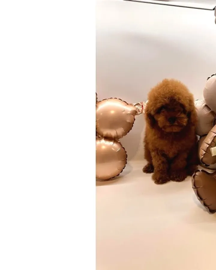 Toy poodle Yavrularımız