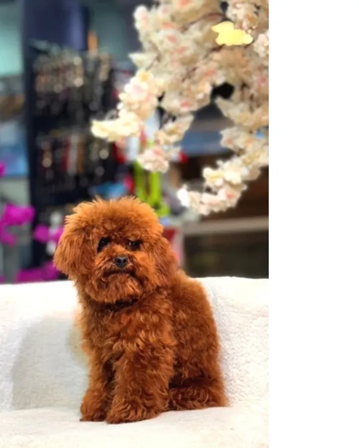 Veteriner Kontrolünden Geçmiş Sağlıklı Toy Poodle Yavrular