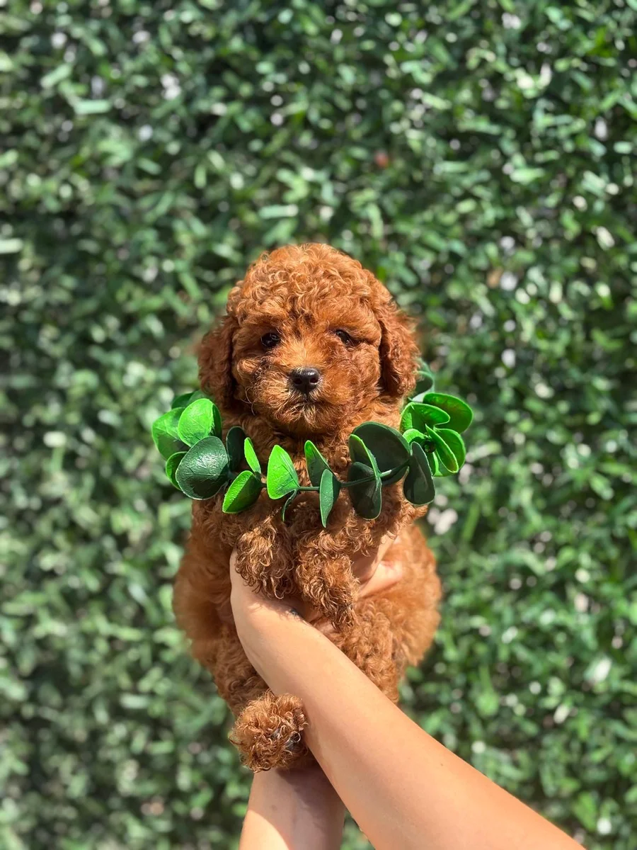 Zeytin Toy Poodle yavru